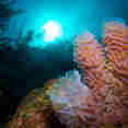 Coral Reef - Belize Aggressor III