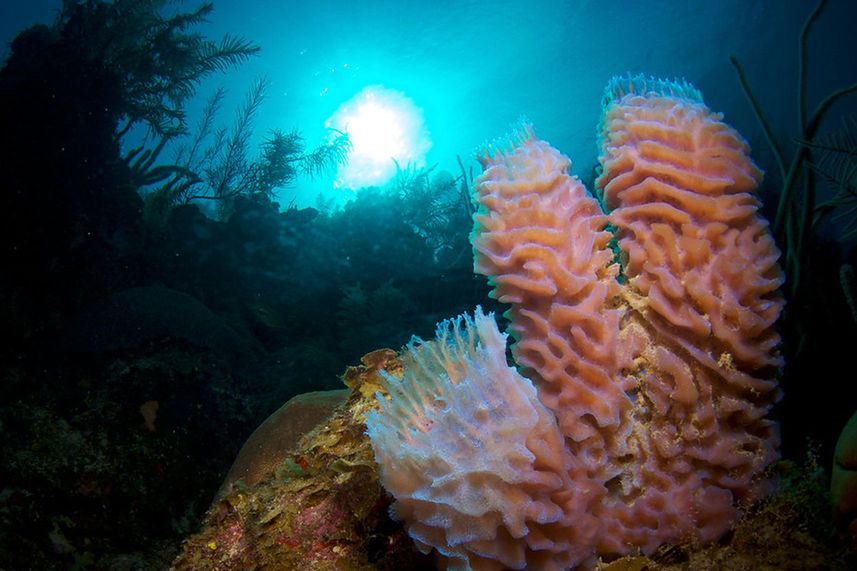 Coral Reef - Belize Aggressor III