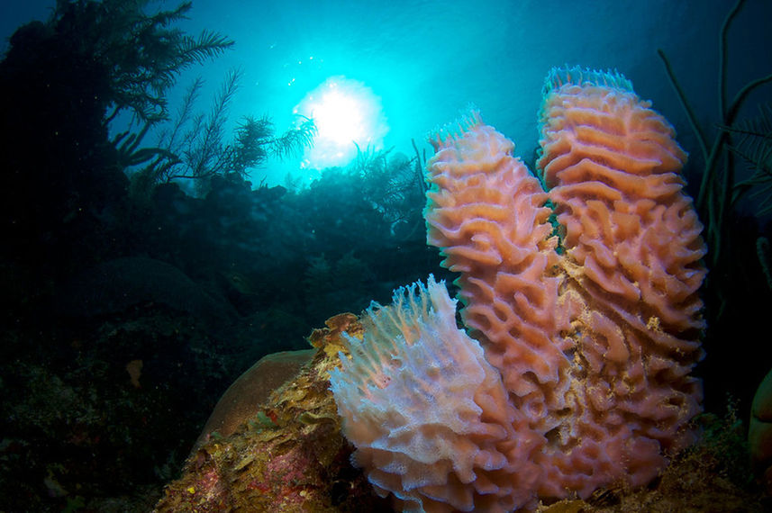 Coral Reef - Belize Aggressor III