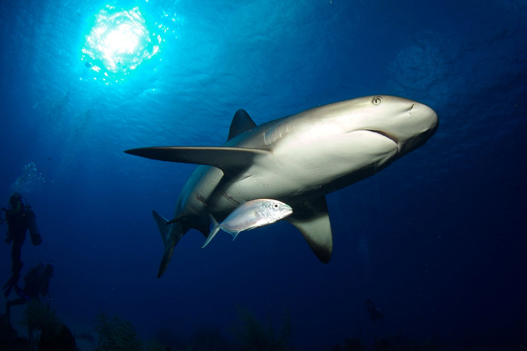 サメ - Belize Aggressor III