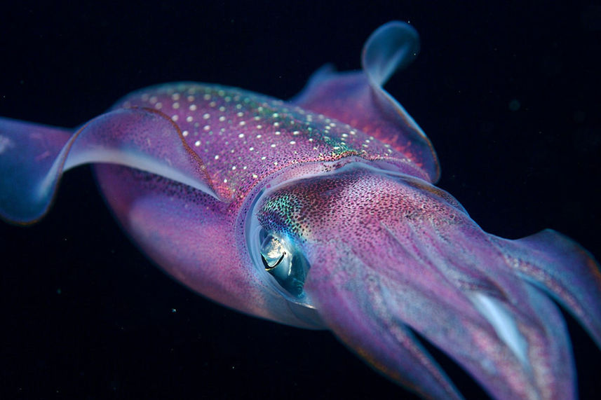 Marine Life - Belize Aggressor III