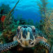 Turtle - Belize Aggressor III