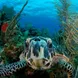 Turtle - Belize Aggressor III