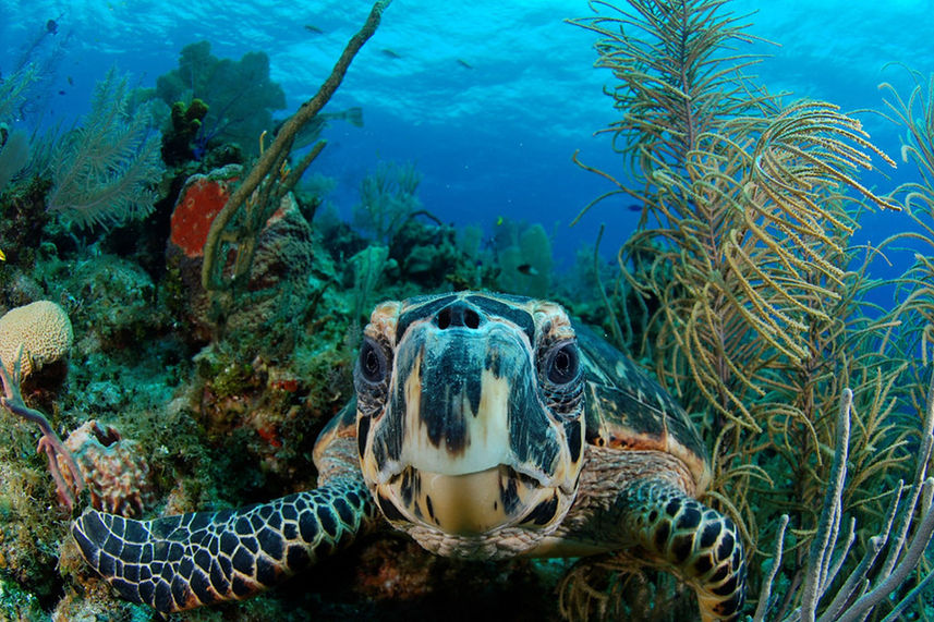 Tortuga  - Belize Aggressor III