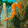 Marine Life - Belize Aggressor IV