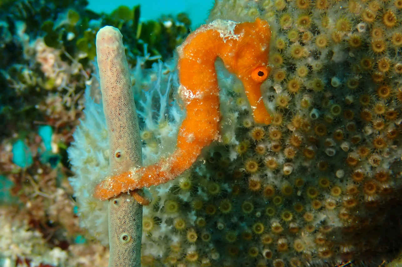 Marine Life - Belize Aggressor IV