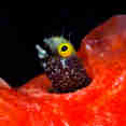 Marine Life - Belize Aggressor IV