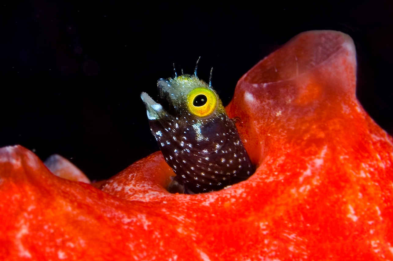Marine Life - Belize Aggressor IV