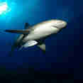 Shark - Belize Aggressor IV