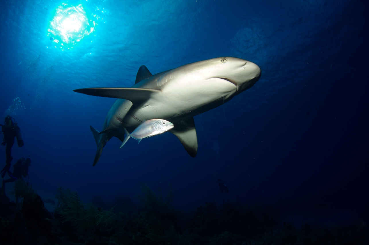 Shark - Belize Aggressor IV