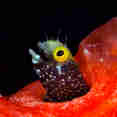 Marine Life - Belize Aggressor IV