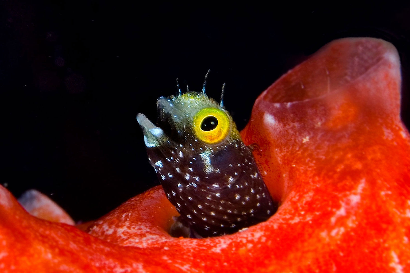 Marine Life - Belize Aggressor IV