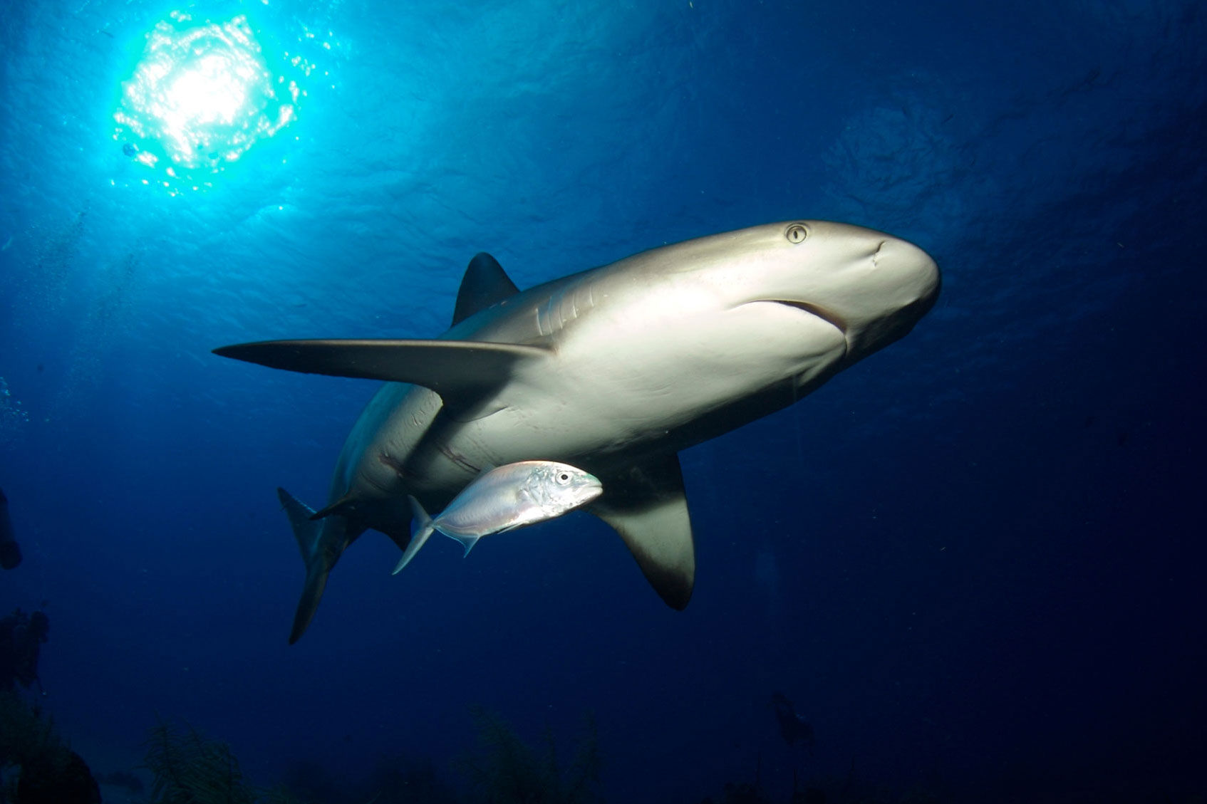 鲨鱼 - Belize Aggressor IV