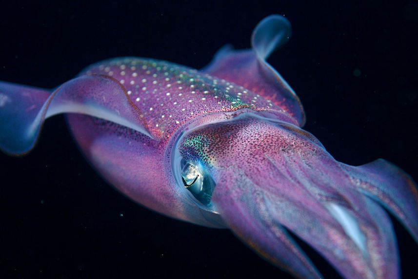 Marine Life - Belize Aggressor IV