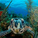 Tortue - Belize Aggressor IV