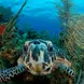 Turtle - Belize Aggressor IV