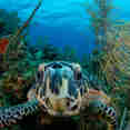 Turtle - Belize Aggressor IV