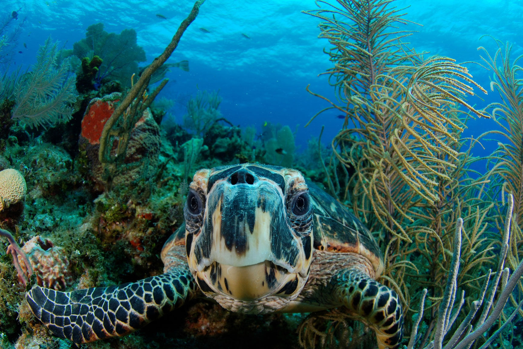 Turtle - Belize Aggressor IV