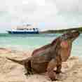 #wildlife - Bahamas Aggressor
