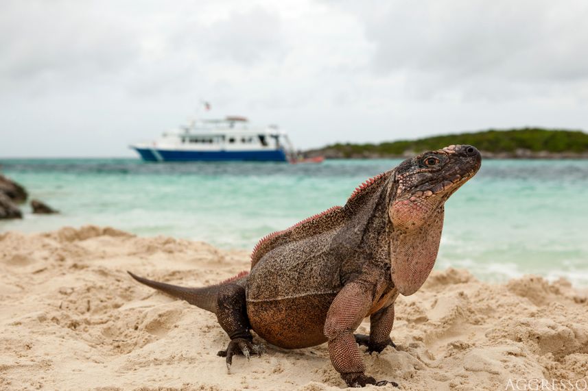 #wildlife - Bahamas Aggressor