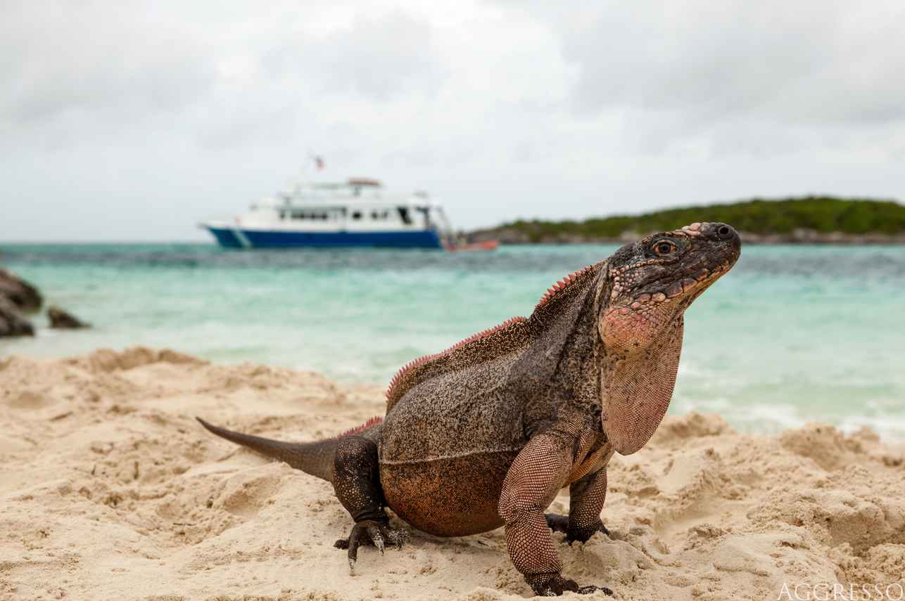 #wildlife - Bahamas Aggressor