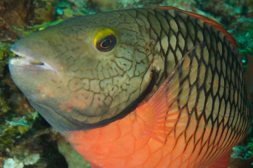 Marine Life - Bahamas Aggressor