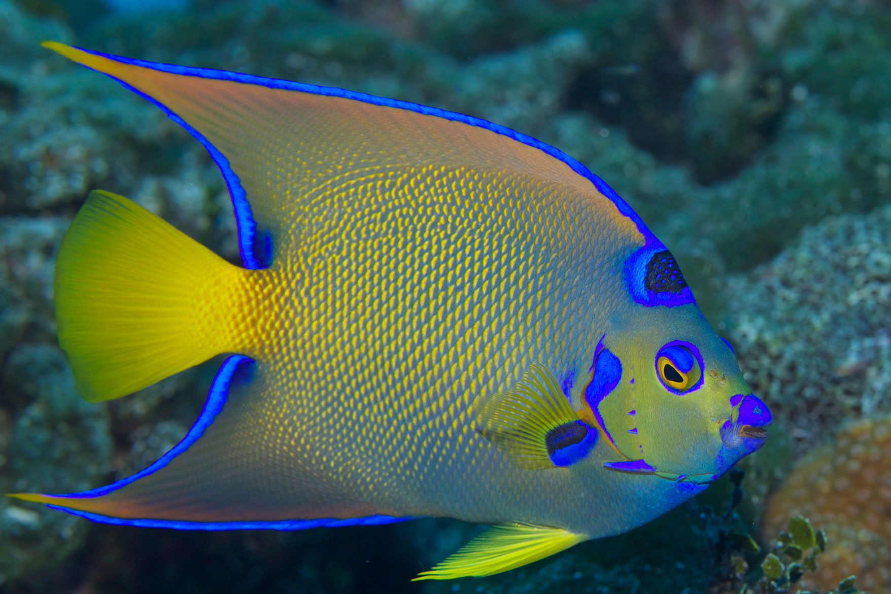 해양 생물 - Bahamas Aggressor