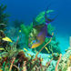 Marine Life - Bahamas Aggressor