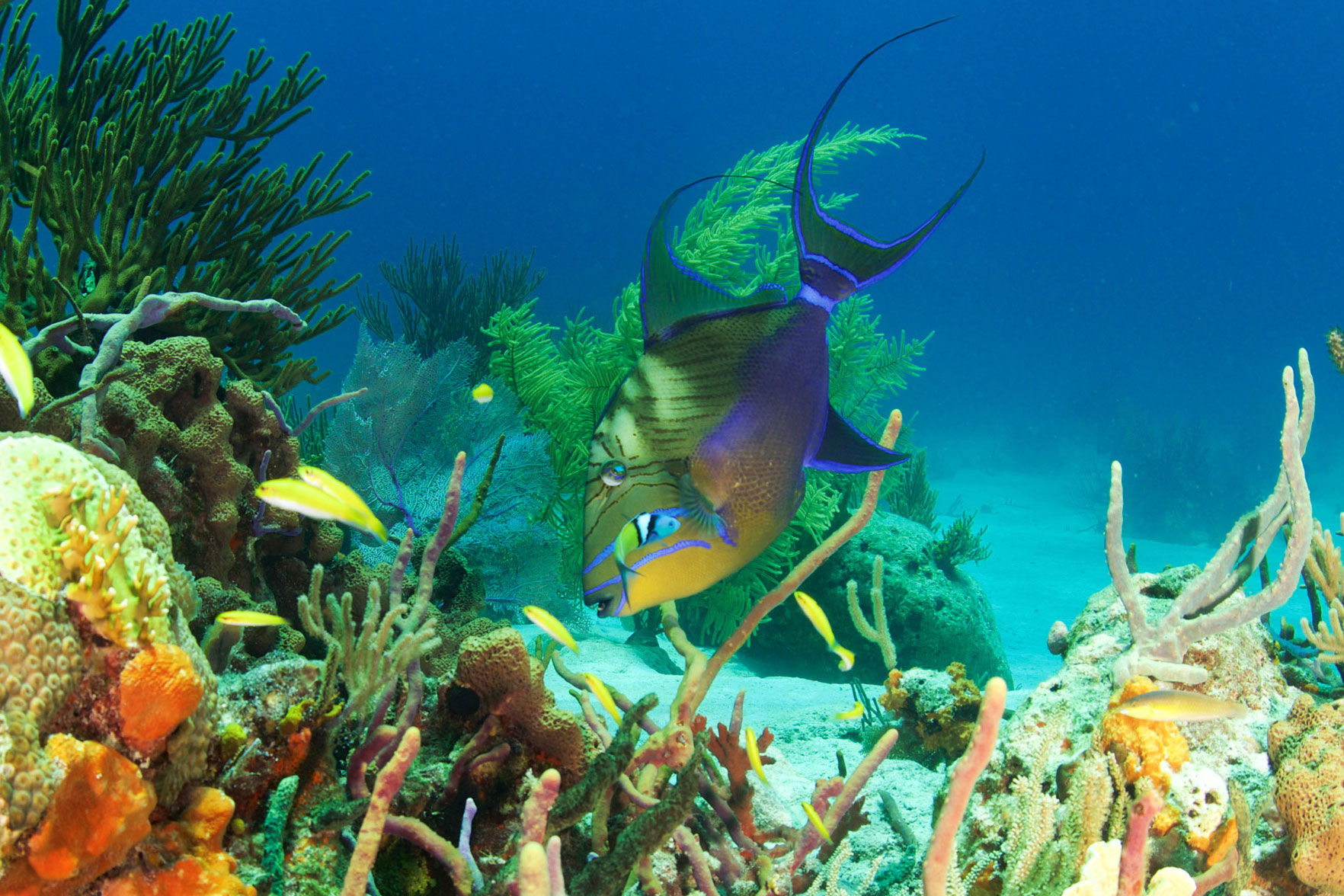 Marine Life - Bahamas Aggressor