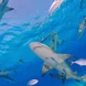 Shark - Bahamas Aggressor