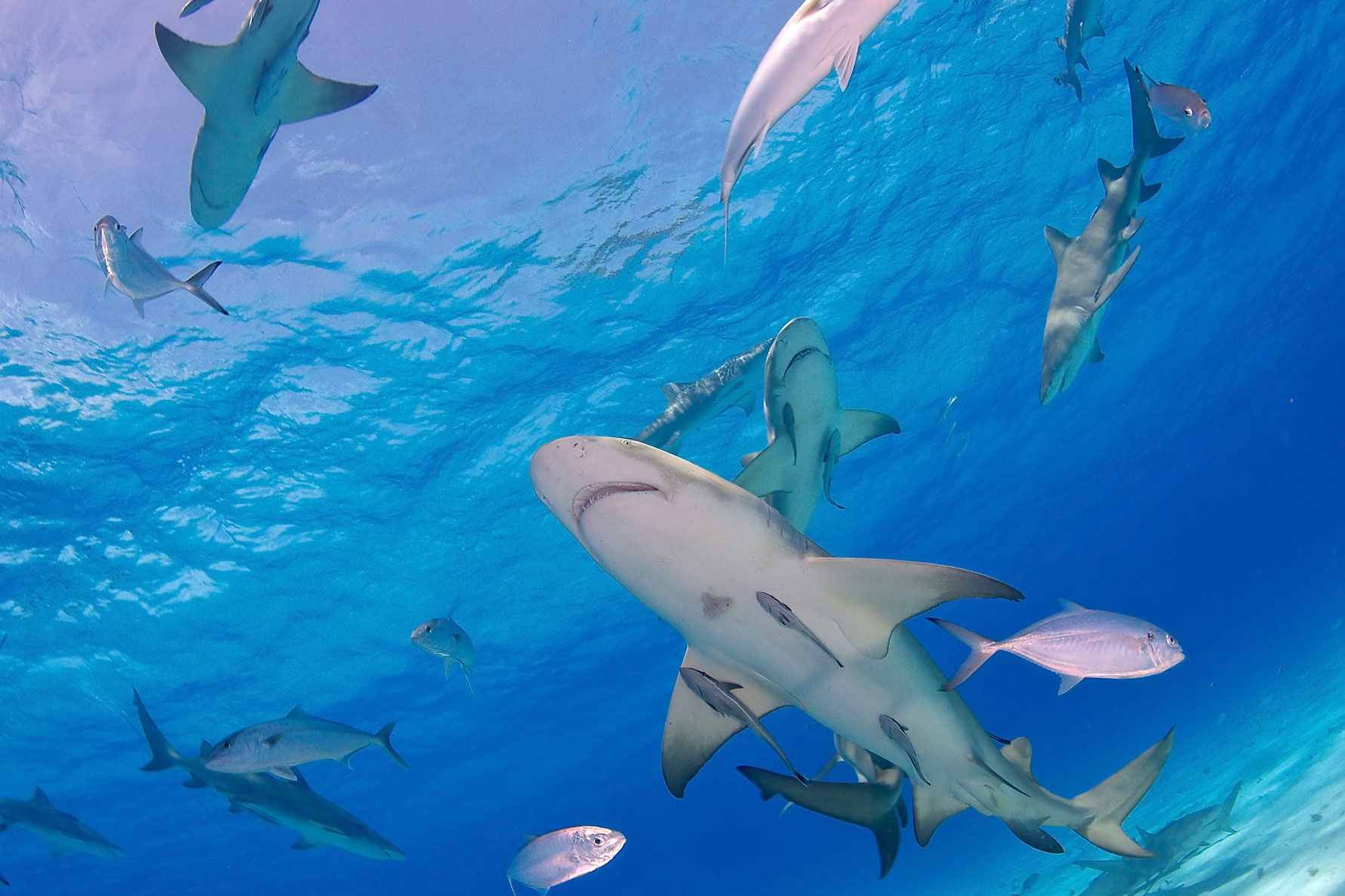 Shark - Bahamas Aggressor