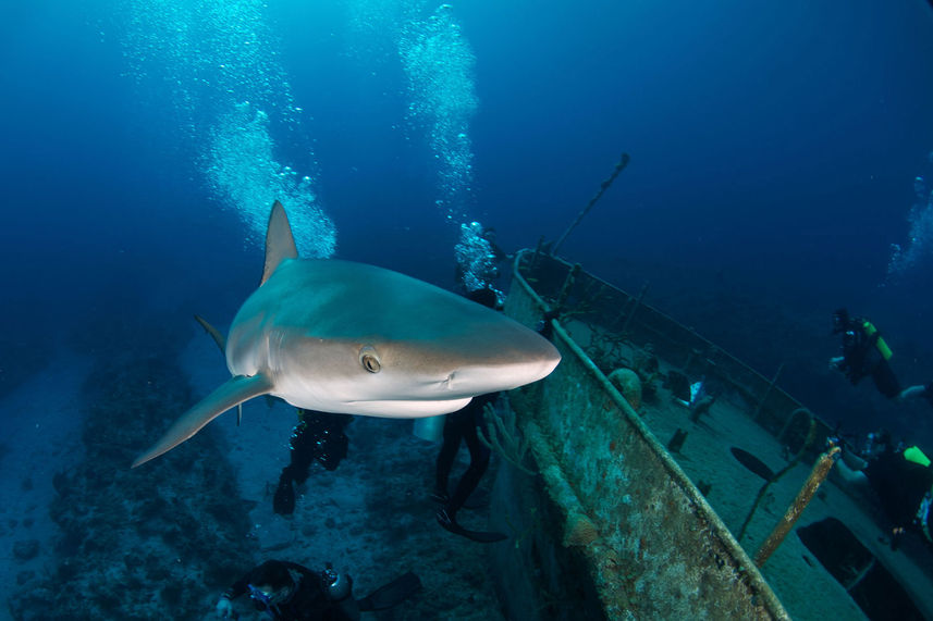 Shark - Bahamas Aggressor