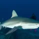 Shark - Bahamas Aggressor