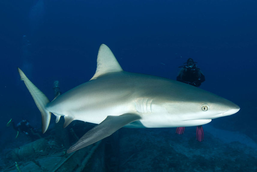 Tubarão - Bahamas Aggressor