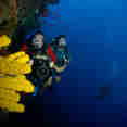 Diving the Cayman Walls