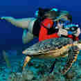 Turtle - Cayman Aggressor IV