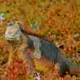 Iguana - Galapagos Aggressor III