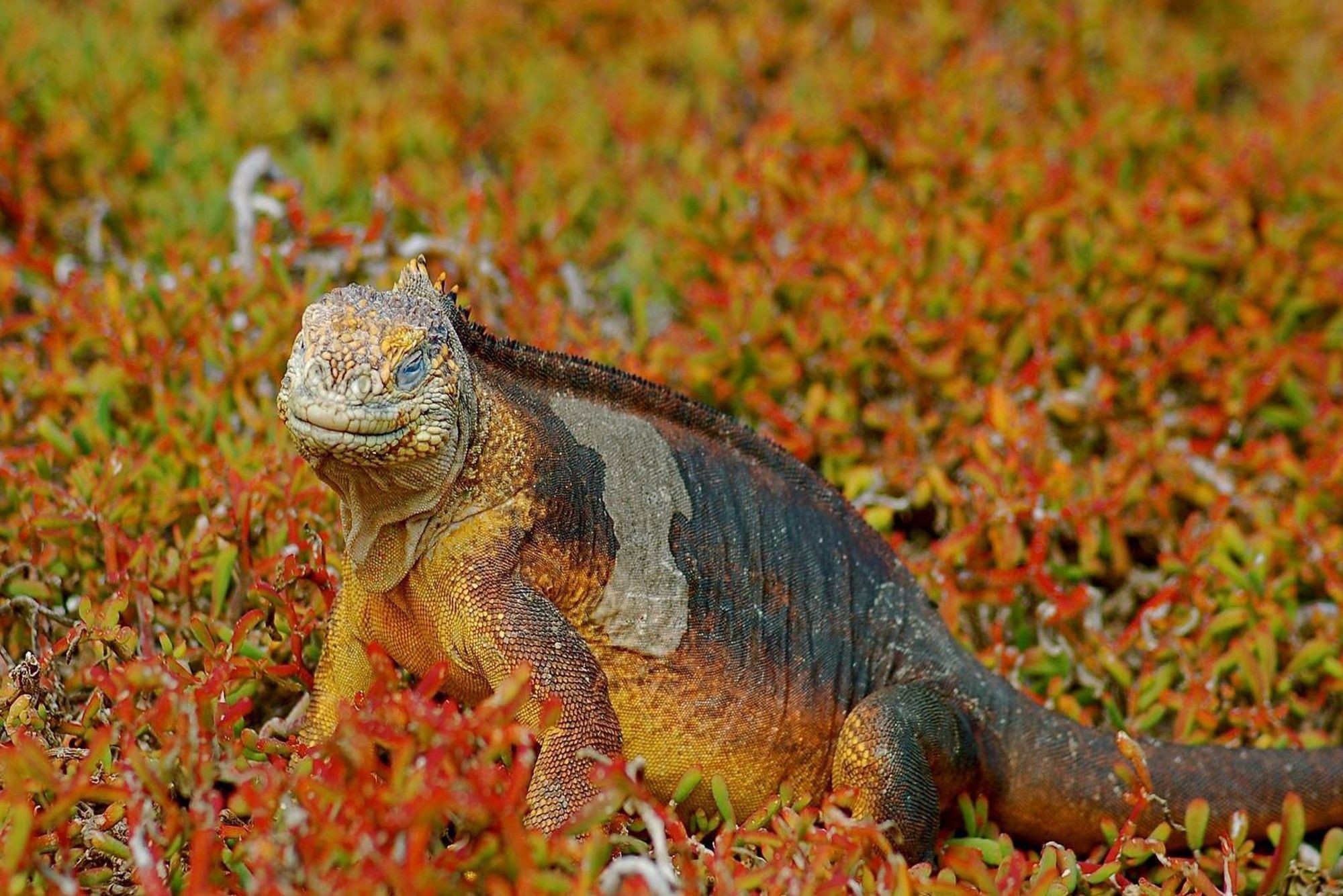 Leguaan - Galapagos Aggressor III