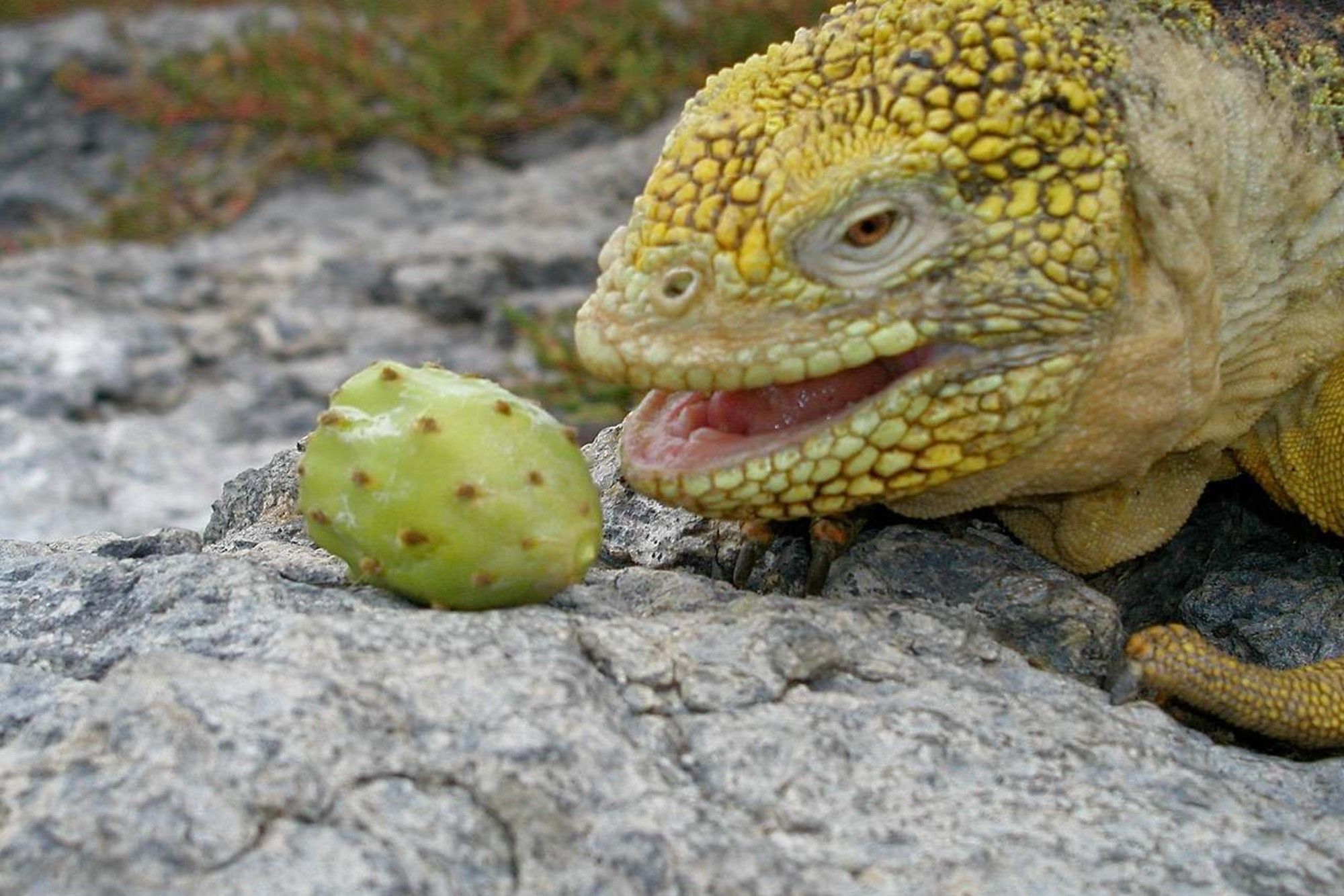 Iguane - Galapagos Aggressor III