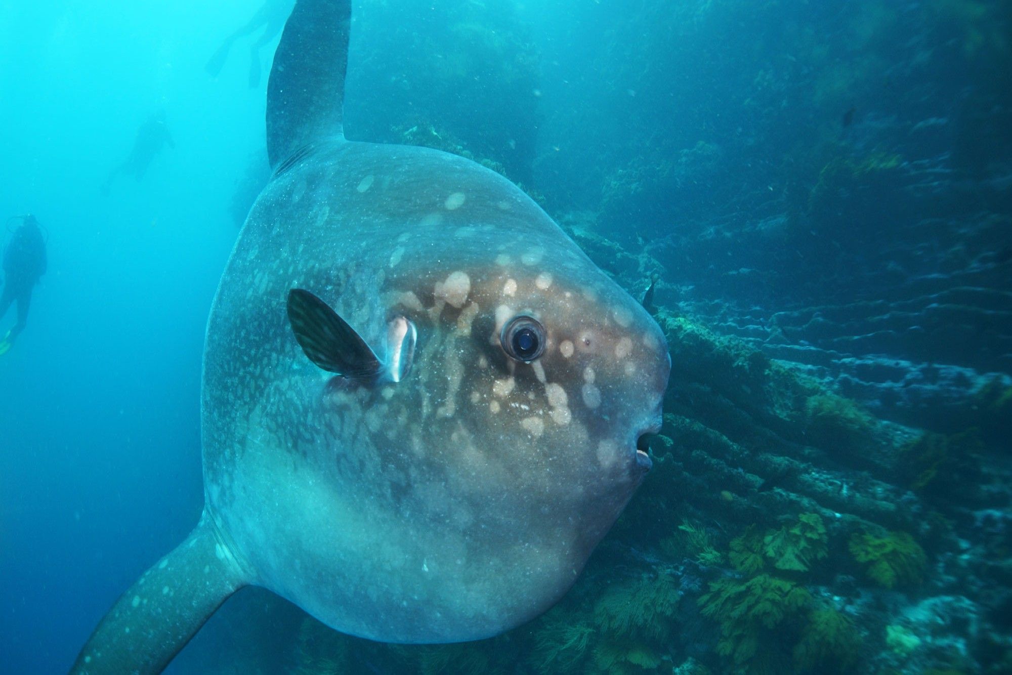 Marine Life - Galapagos Aggressor III