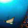 Marine Life - Galapagos Aggressor III