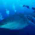 Marine Life - Galapagos Aggressor III