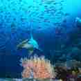 Marine Life - Galapagos Aggressor III