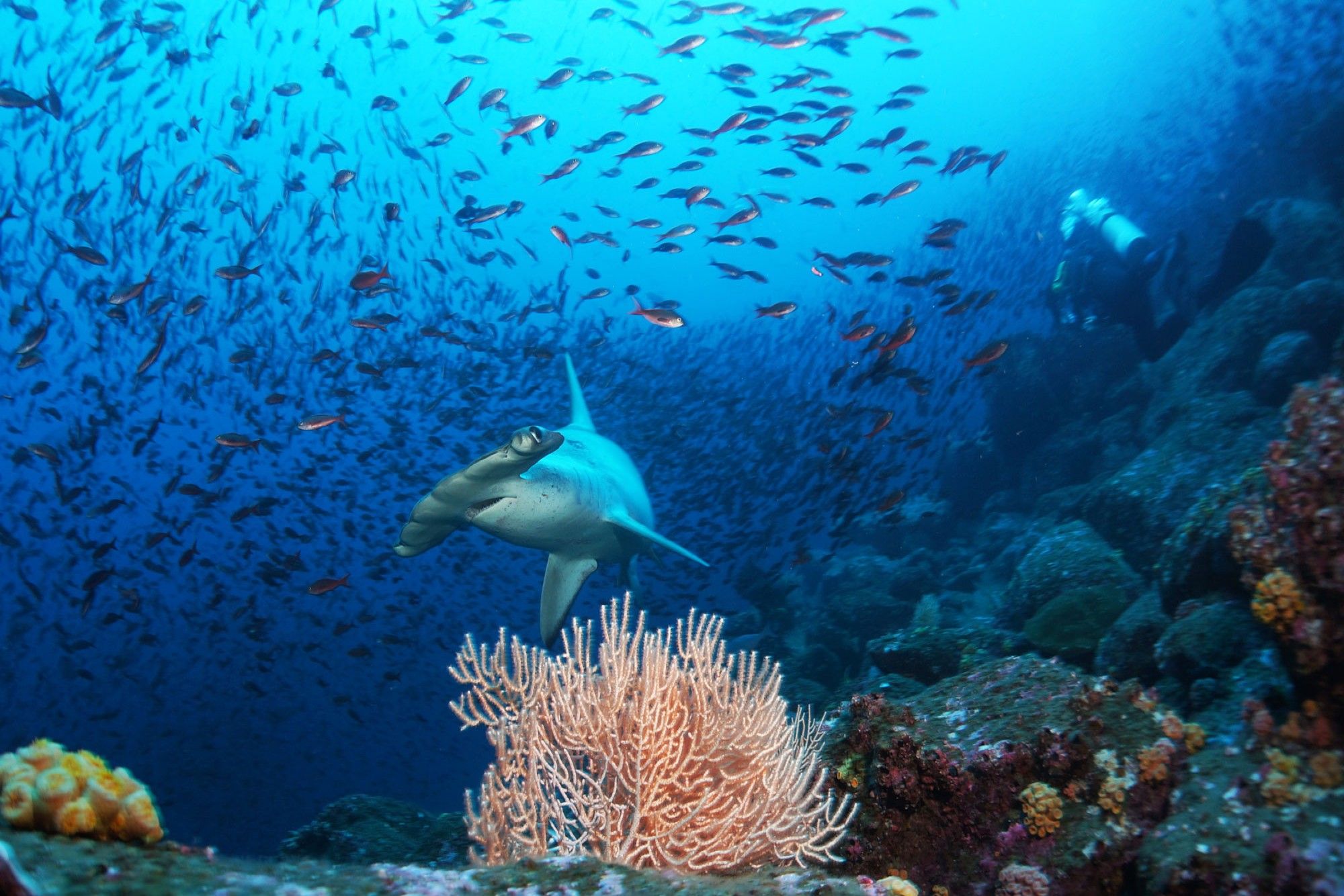 Vida Marinha - Galapagos Aggressor III