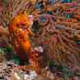 Marine Life - Galapagos Aggressor III