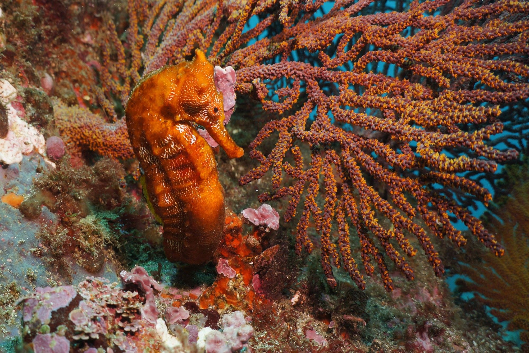 Marine Life - Galapagos Aggressor III