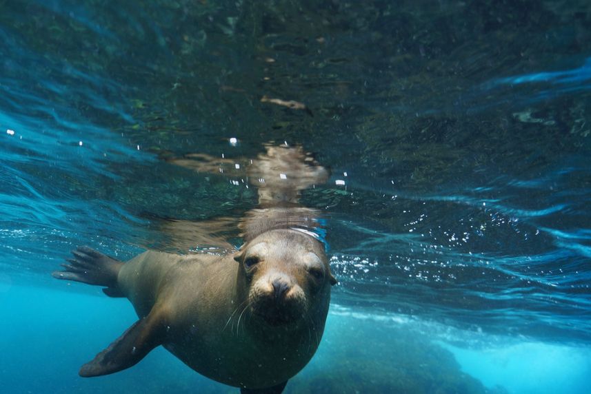 Marine Life - Galapagos Aggressor III