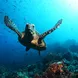 Turtle - Galapagos Aggressor III