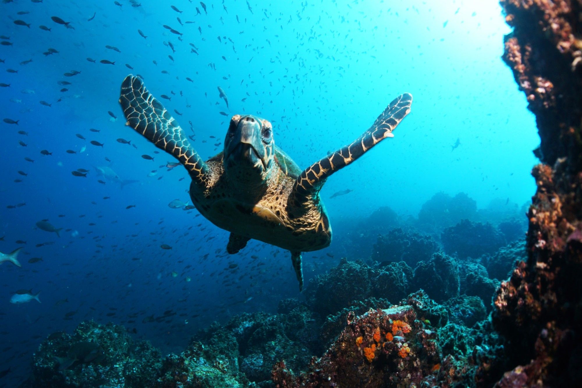 Tortue - Galapagos Aggressor III