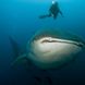 Whale Shark - Galapagos Aggressor III